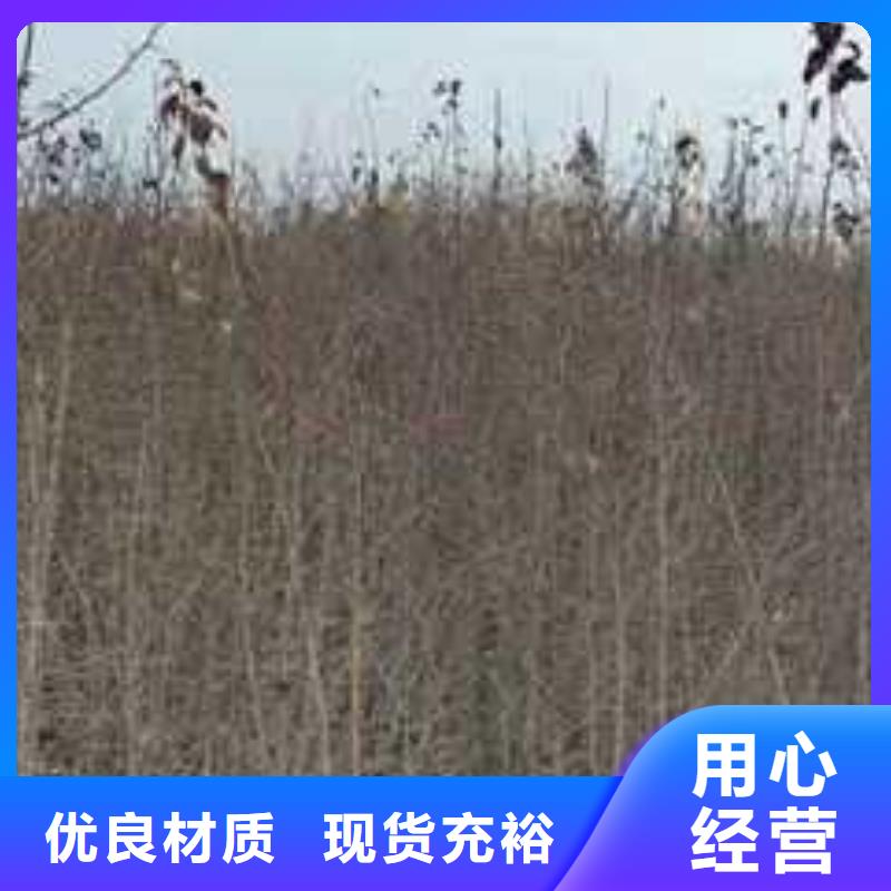 杜梨【梨树苗基地】一站式采购方便省心当地经销商