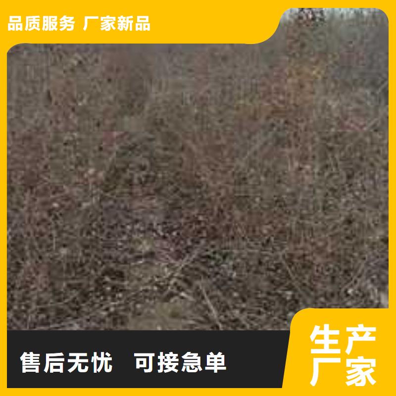 【杜梨瑞蟠101桃树苗质量层层把关】应用范围广泛