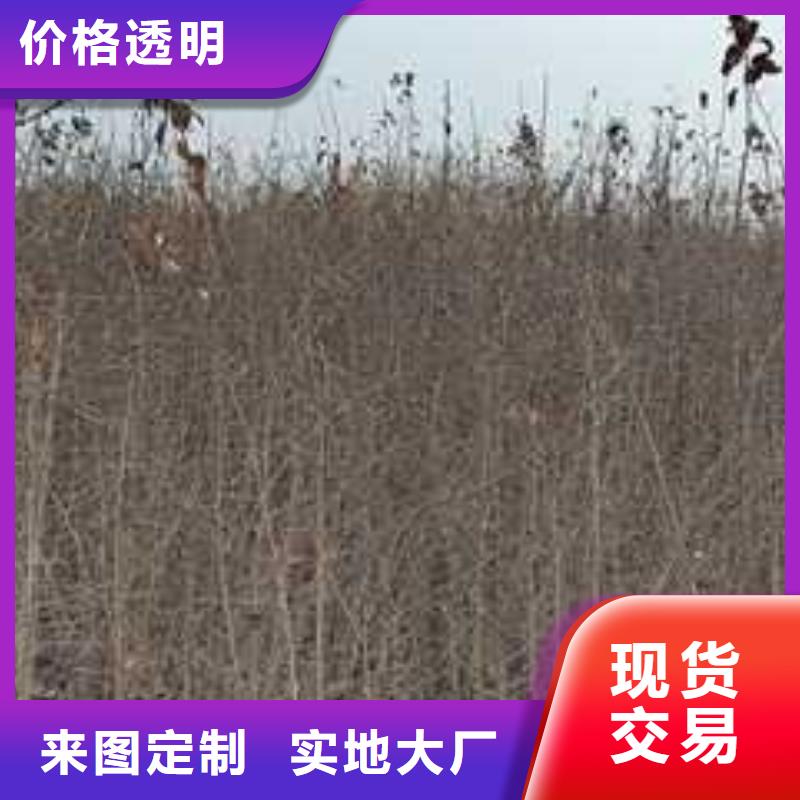 【杜梨-杜梨苗细节决定成败】正品保障