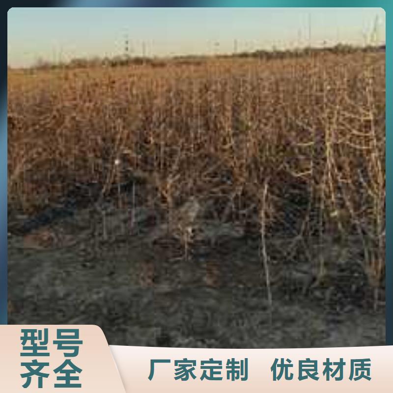 杜梨梨树苗基地出货快多种优势放心选择