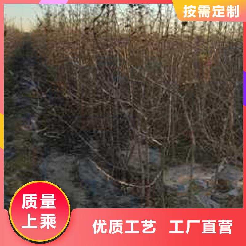 杜梨-梨树苗基地一站式供应厂家现货批发