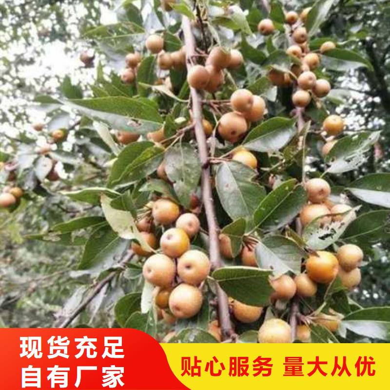 【杜梨奥红全红梨树苗性能稳定】好货直供