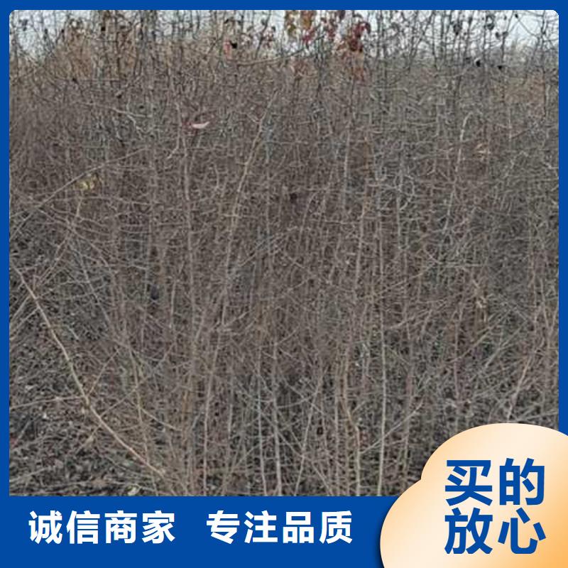 杜梨【梨树苗基地】量大更优惠源头厂商