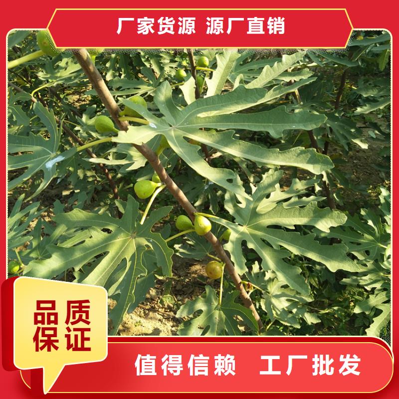 无花果苹果苗质量层层把关推荐商家