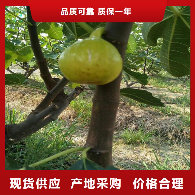 无花果,石榴苗用心做好每一件产品同城货源