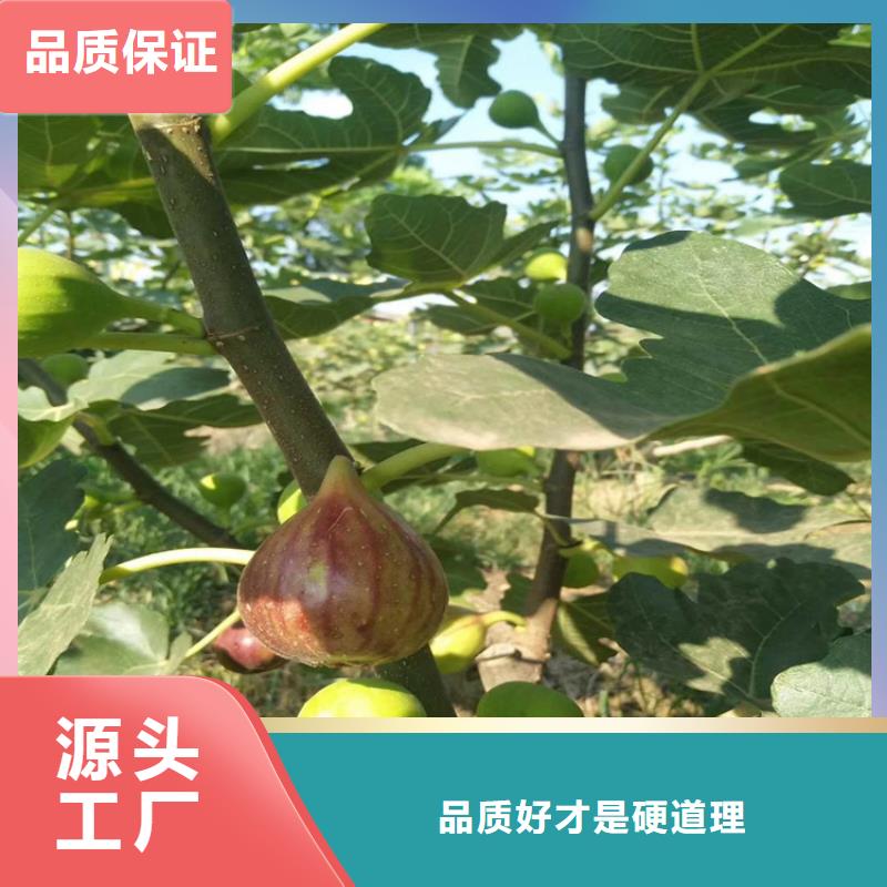 无花果草莓苗厂家采购同城品牌