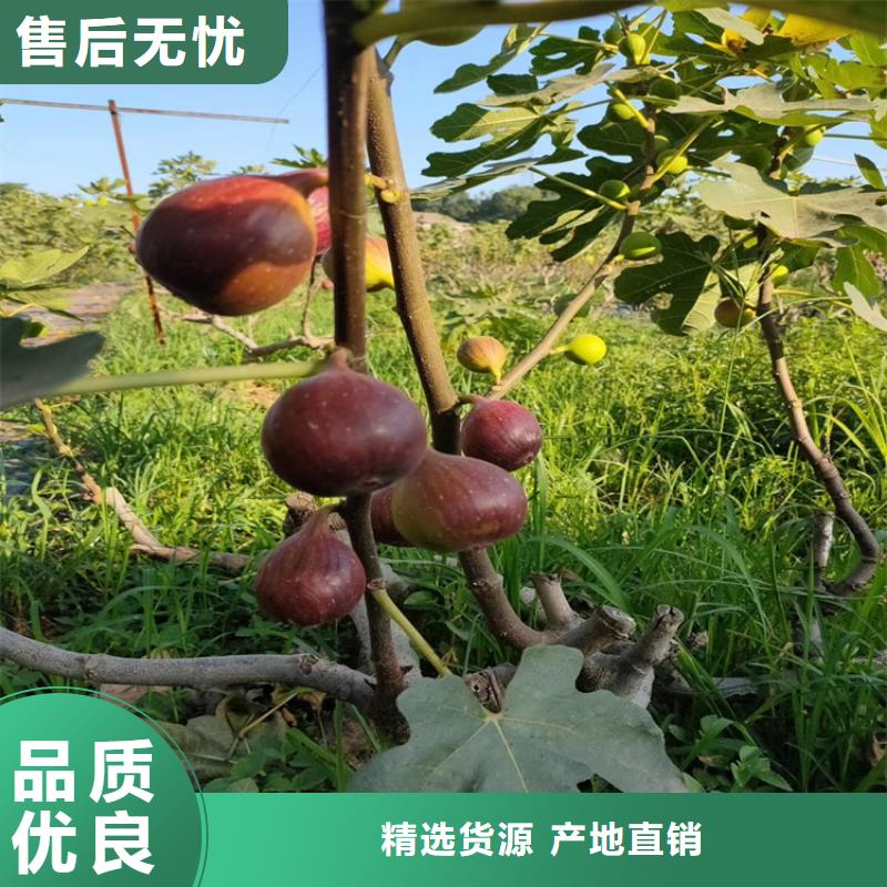 无花果北美冬青细节严格凸显品质本地货源