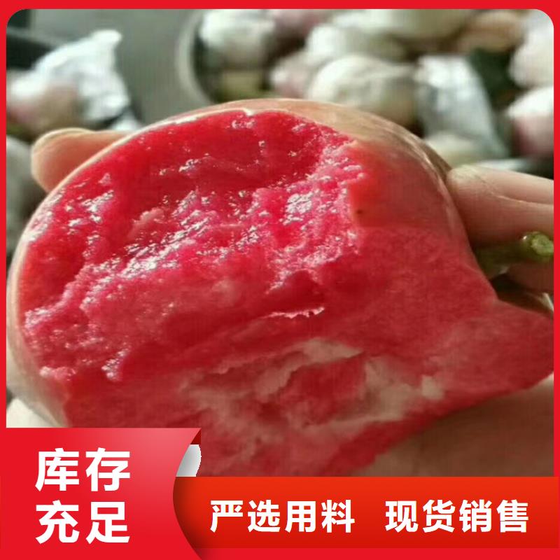 苹果【桃树苗】厂家直销直供现货供应