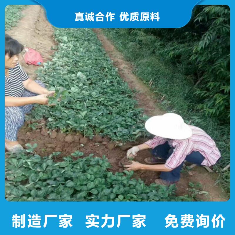 【草莓苗梨树苗质量无忧】现货充裕