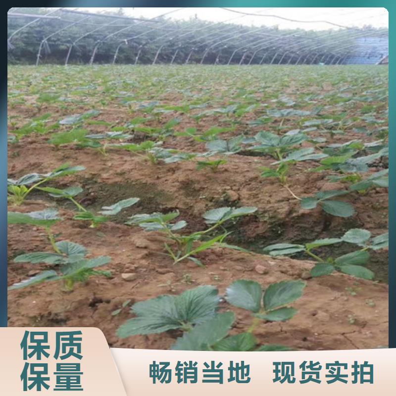 哪里卖香蕉草莓苗，香蕉草莓苗培育基地符合行业标准