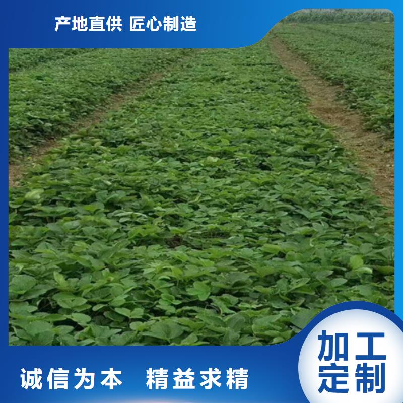 草莓苗【草莓苗价格】匠心打造按需定制