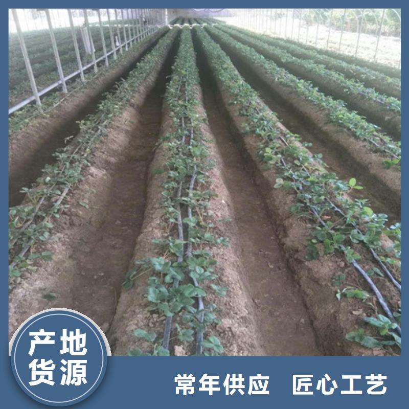 艳丽草莓苗种植条件实力雄厚品质保障