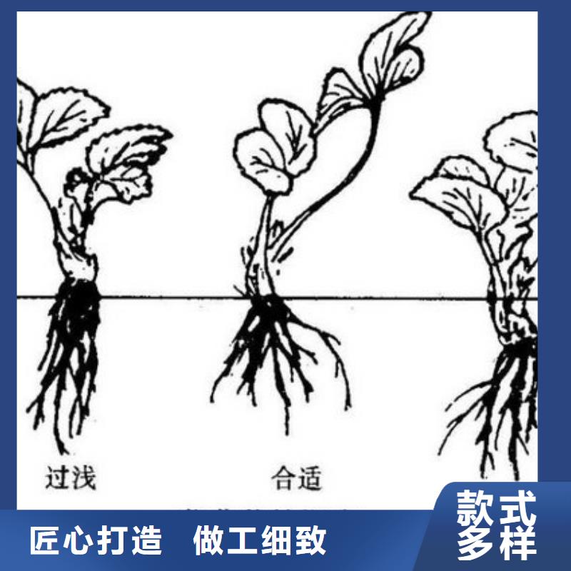 ​红颜草莓苗-大量现货追求品质