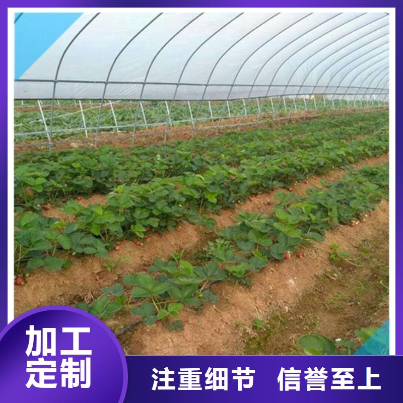 草莓苗胭脂脆桃树苗支持非标定制同城经销商