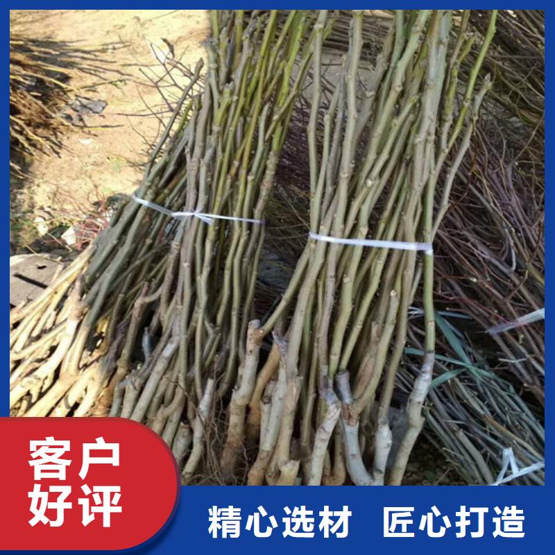 ​【核桃苗】大棚草莓苗质检严格为品质而生产