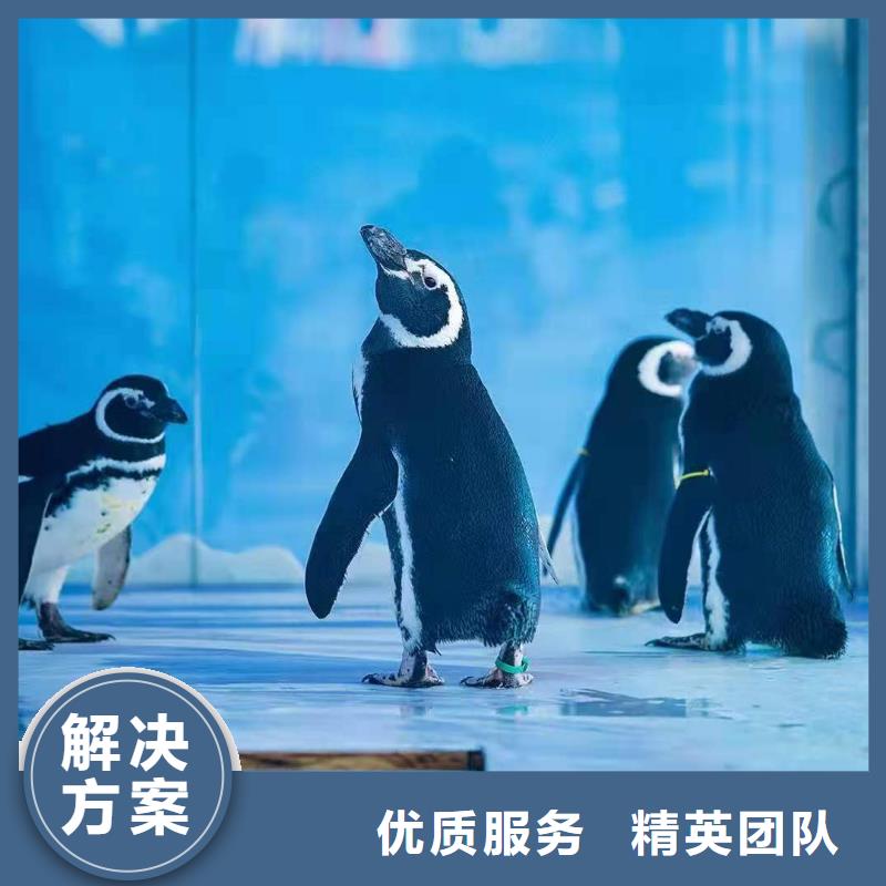 海洋生物展租赁厂家可开票收费合理