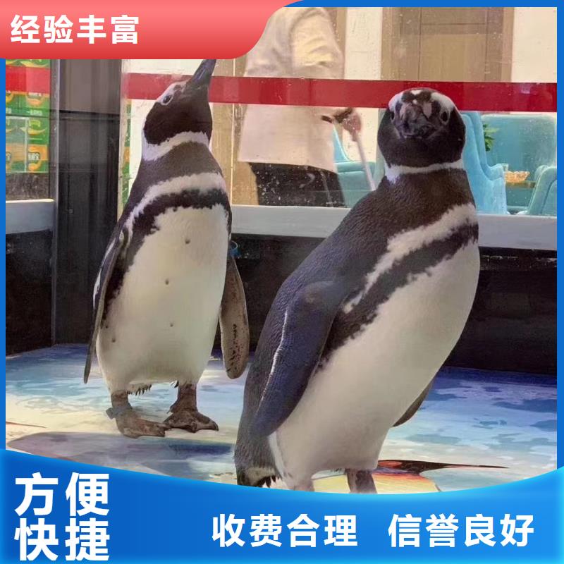 海洋生物展出租同城品牌