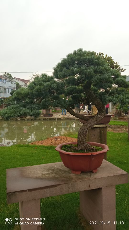 氟硅水泥防静电自流平淤泥固化剂欢迎电询